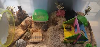 But they can still eat them. Are These Flowers Safe For My Hamster Do You Guys Know They Are Naturally Sun Dried Hamstercare