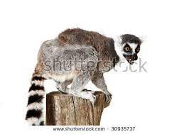 Image Result For Angry Ring Tailed Lemur Lemur Tailed Animals