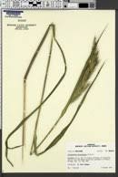 Image result for Echinochloa brevipedicellata