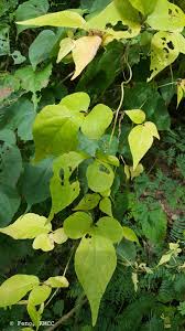 Image result for Dioscorea quartiniana