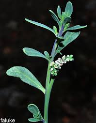 Image result for Heliotropium harareense