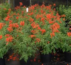 Usa cape honeysuckle is native to south africa, and is. Cape Honeysuckle Tecomaria Capensis Evergreen Fast Growing Shrub Not A Honeysuckle At All Does Drought Tolerant Plants Perennials Growing Shrubs Shrubs