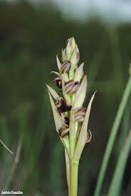 Image result for Orthochilus ruwenzoriensis