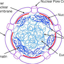 With a smaller size and a smaller genome the rrna is synthesized in the nucleolus.in the cytoplasm, ribosomal rna and protein combine together to form a nucleoprotein called a. The Human Cell Nucleus The Nucleus Of All Eukaryotic Cells Is Bounded Download Scientific Diagram