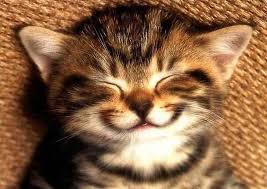 Kedim Icin Aliexpressten Neler Alabilirim Kediler Ve Alisveris Cute Kittens Komik Hayvan Fotograflari Kediler Ve Yavrulari