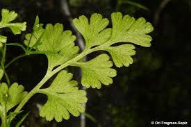 Image result for Anogramma