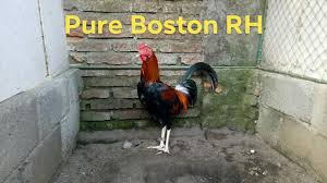 Lihat profil lengkapnya di linkedin dan temukan koneksi dan pekerjaan boston di perusahaan yang serupa. Pure Boston Rh Marthin Escolin Lines Brahmanda Game Farm Facebook