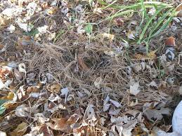 Before adding another layer of mulch to your shade garden in late fall, cut back and clean up all of the hosta foliage that remains and remove it from the garden. Fall Cleanup Of Hosta Hometalk