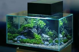 The water tank is around 16 liters, and this is enough for around 33 flushes. Fluval Edge 6 Gallon The Complete 2020 Review