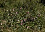 Image result for Ipomoea verbascoidea