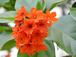 Image result for Cordia monoica