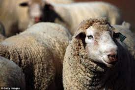 I enjoy having sex with sheep, I have no sexual feeling for humans -  15-year-old boy reveals - Daily Post Nigeria