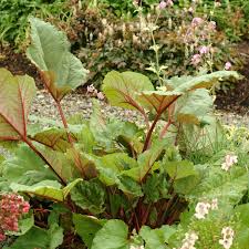 Image result for Rheum