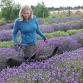 Victor’s Lavender Festival