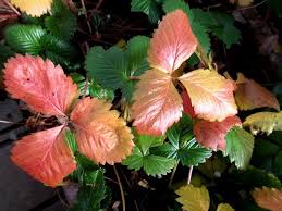 我が家の花 花 花 イチゴの葉っぱも赤くなり