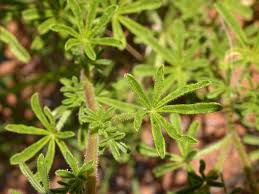 Image result for Cleome rubella