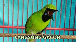 Ketiga hal diatas adalah syarat mutlak agar burung bisa tampil maksimal. Cucak Ijo Bakal Emosi Ngamuk Dan Gacor Dengan Cucak Ijo Tarung Nembak By Fun Bird
