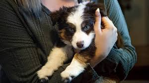 Favorite this post jun 3. Meridian Puppy Shack Sees More Parvo Becomes Puppyland Idaho Statesman