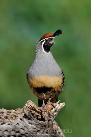 Birds Of The Southwest United States Gamble S Quail Callipepla Gambelii Paul Bratescu Quail Arizona Birds Bird