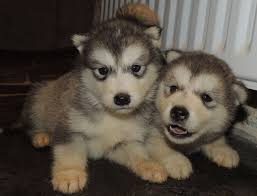 Find the perfect alaskan malamute puppy for sale in colorado, co at puppyfind.com. Alaskan Malamute Puppies For Sale Colorado Dogs Breeds And Everything About Our Best Friends