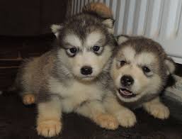 Freedoglistings is the best place to post a purebred or mixed puppy for sale or stud ad. 8 Beautiful Alaskan Malamute Puppies For Sale Braunton Devon Pets4homes