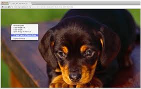 Black And Tan Coonhound For Sale In Sc 5 Good Extensions To Enhance Your Google Drive Productivity Coonhound Puppy Dachshund Puppies Cheapest Dog Breeds