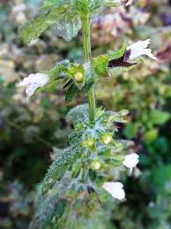 Image result for Melissa officinalis