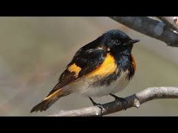September Bird Of The Month The American Redstart Cole S Bird Of The Month For September Cole S Wild Bird Feed With Images Wild Birds Birds