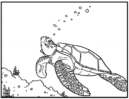Free Printable Turtle Coloring Pages For Kids Turtle Coloring Pages Animal Coloring Pages Owl Coloring Pages