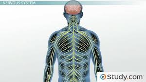 How Age Affects Our Autonomic Nervous System Changes Examples Video Lesson Transcript Study Com