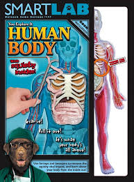 Get used to drawing this basic figure with a light hand, since the finished body will be built up over it. Amazon Com Smart Lab You Explore It Human Body Model Toys Games