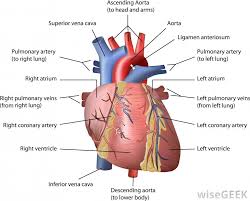 Luxury Inferior Vena Cava Function 45 With Additional Iliac Heart Diagram Human Heart Circulatory System