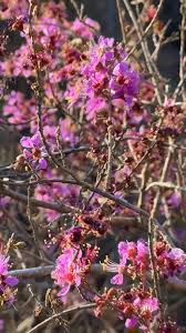 Image result for Hibiscus aethiopicus