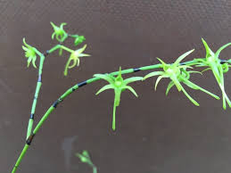 Image result for Angraecum calceolus