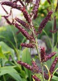 Image result for Uvariastrum