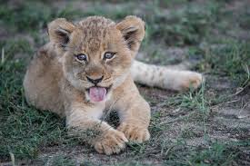 Lion, panthera leo, 8 years old, standing. Lion Cub Pictures Download Free Images Stock Photos On Unsplash
