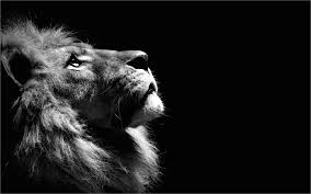 Black Lion 4k Wallpaper Lion Wallpaper Background Hd Wallpaper Lion Pictures