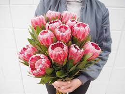 Proteas Www Eastendflowermarket Com Au Indoor Plant Gifts Flower Market Plant Gifts