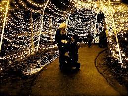 Will You Marry Me At The Zoo Lights With Someone To Video How Perfect Zoo Lights Wedding Proposals Dream Wedding