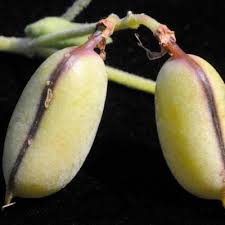 Image result for Crotalaria podocarpa