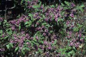 Image result for Indigofera cylindracea