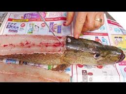 Here Are Several Videos And Thoughts On Filleting Northern Pike And Dealing With Y Bones Or Ignoring Them Altogether Fish Pike Fishing Pike Fishing Tips