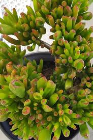 Dipinto a mano con fiori viola rosa. Crassula Viridea Piante Grasse Piante Fiori