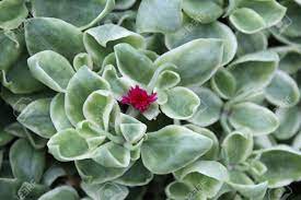 Maybe you would like to learn more about one of these? A Beautiful Red Flowers Of Aptenia Cordifolia A Species Of Succulent Plant In The Iceplant Family Known By The Common Names Heartleaf Iceplant And Baby Sun Rose Stock Photo Picture And Royalty