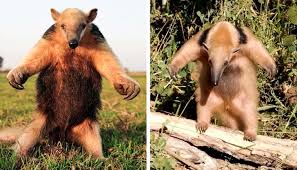 Fulano é perigoso, vem sempre com aquele abraço de tamanduá. 10 Peculiaridades Dos Animais Que Parecem Erros Da Evolucao Mas Sao Justamente O Contrario