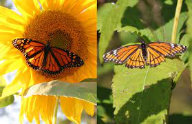 Find out the spawn conditions, sell price, what time of the day and year it spawns, and more! What S The Difference Monarch Butterfly Vs Viceroy Butterfly Forest Preserve District Of Will County