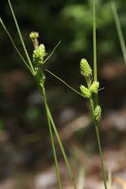 Image result for Eleocharis complanata