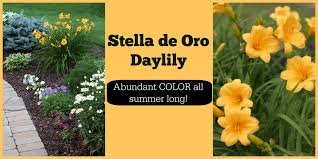 5 flowering shrubs that will add color, height, and softness to your northern ohio landscape. Stella De Oro Daylily Perennial Full Sun Gorgeous Color All Summer Long Day Lilies Perennials Flower Gift