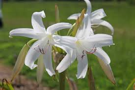 Image result for Crinum lugardiae