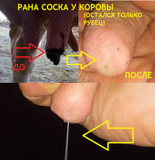 Treshiny Porezy Rany Na Soskah U Korovy Dojka I Lechenie Moi Korovy